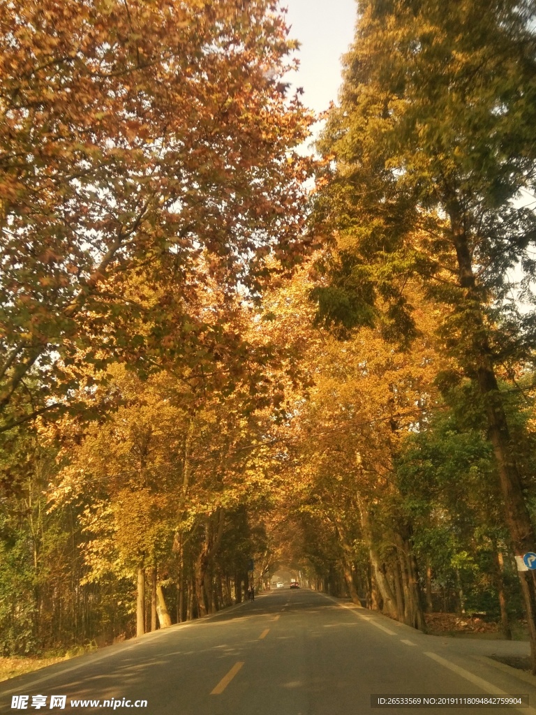 公路 马路 树木 秋天 黄叶