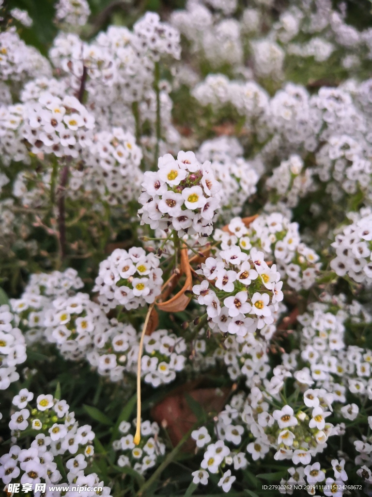 香雪球