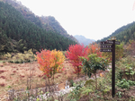 秋天的风景  枫叶