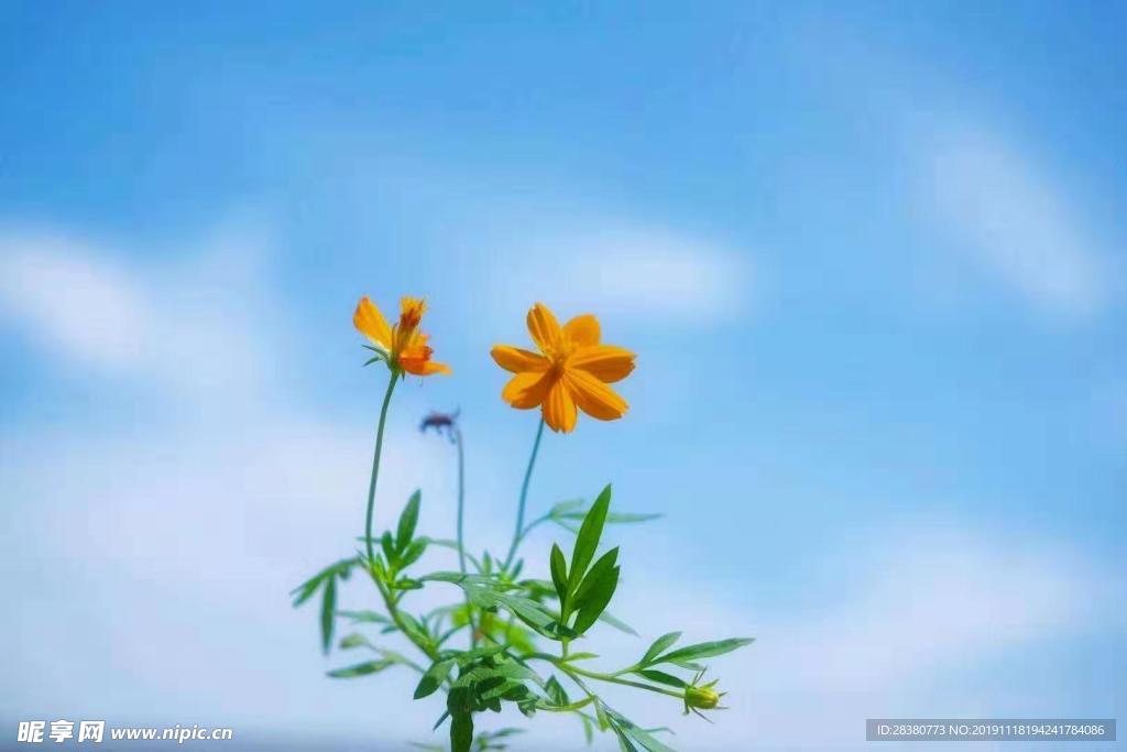 花