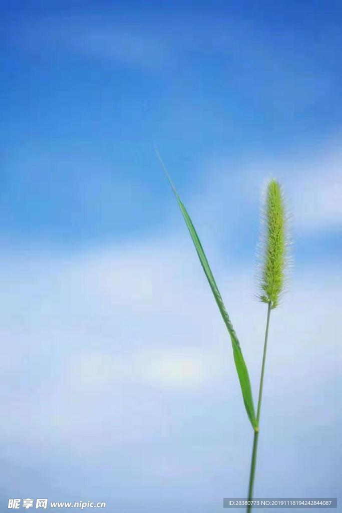 草