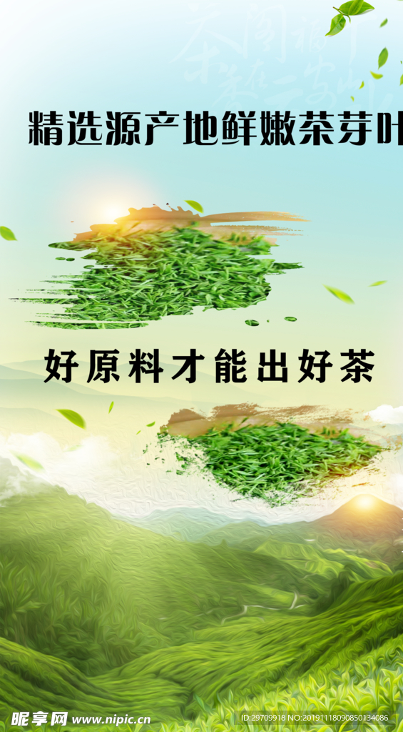 茶 毛尖嫩茶 春茶 新茶