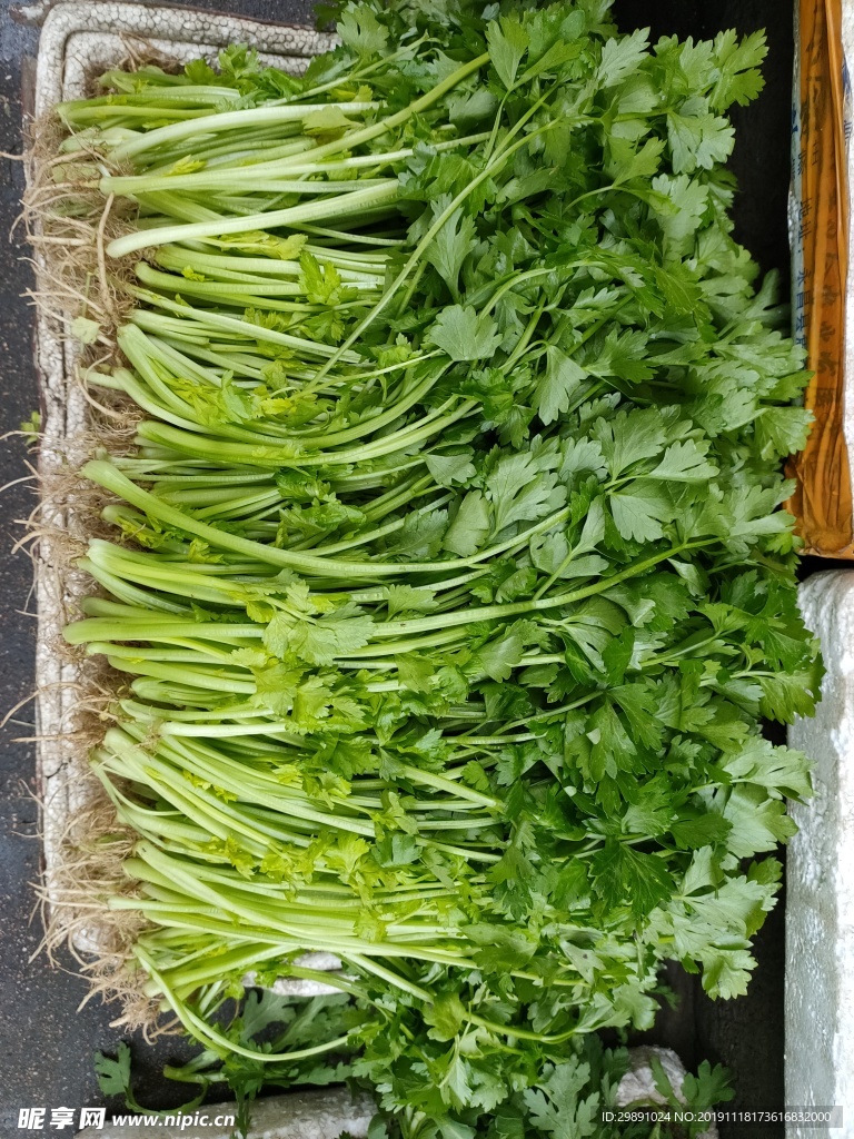 芹菜