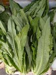 油麦菜