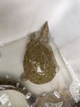 甲鱼
