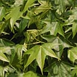 绿色植被