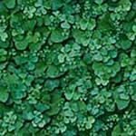 绿色植被