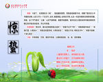 二十四节气 惊蛰 瓢虫