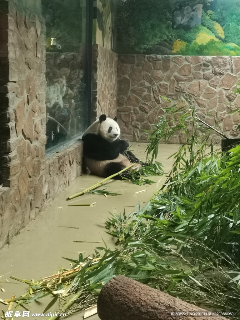 熊猫