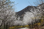 邹平樱花