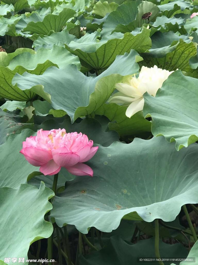 荷花