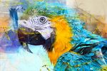 鸟类水彩画