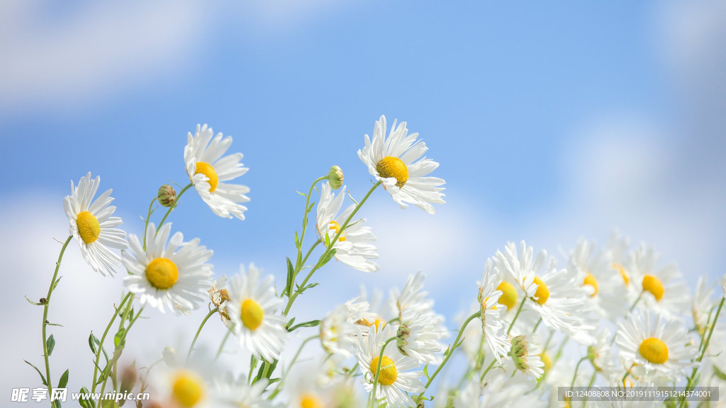 小白花