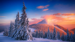 雪山松树树林天空风景