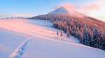 雪山松树树林大雪风景