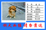 犬牌