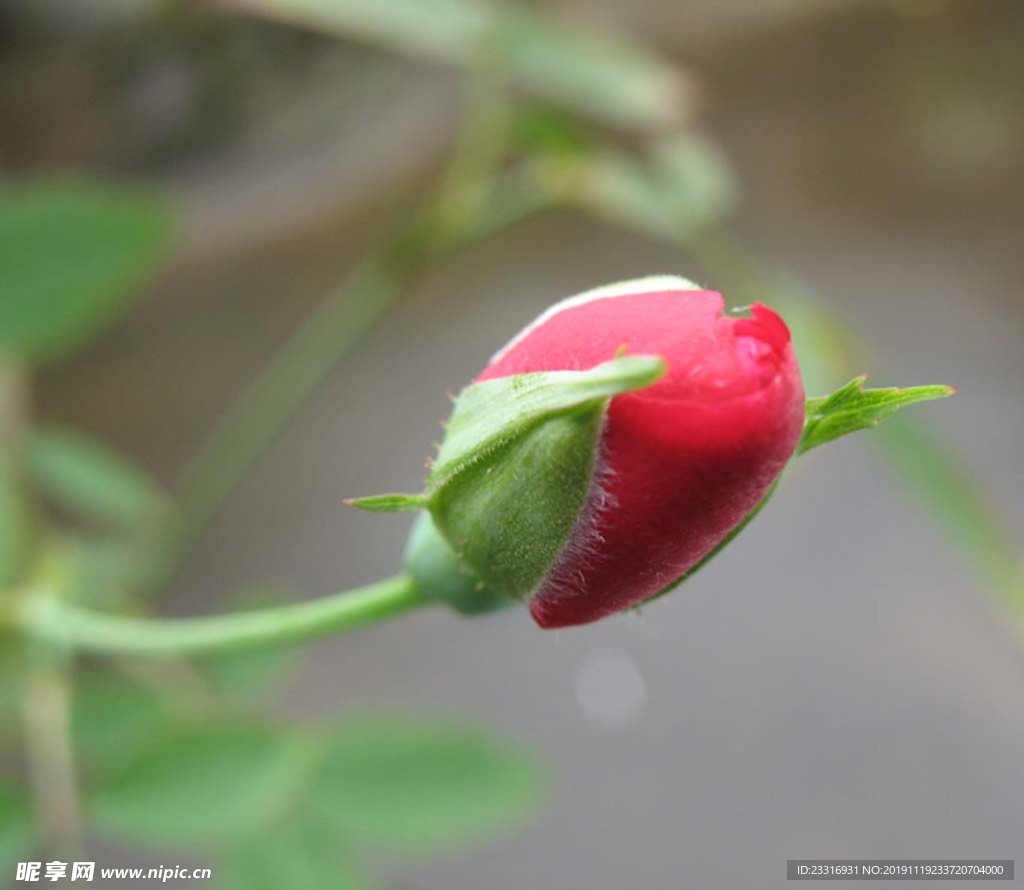 玫瑰花
