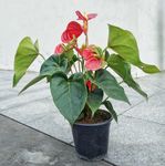 花烛 安祖花 火鹤花 红掌