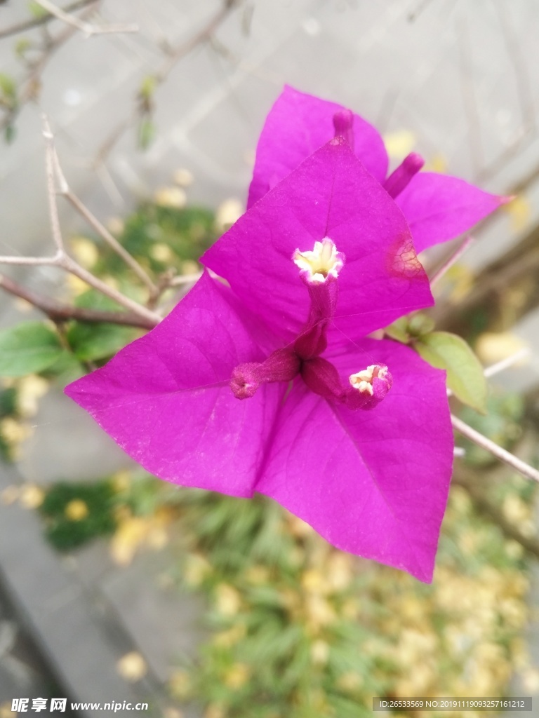 三角梅 桃红色 花朵 海南省花