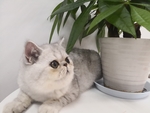 猫猫