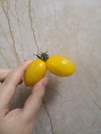 小番茄