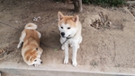 秋田犬