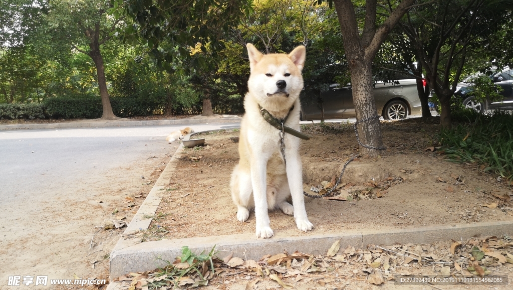 秋田犬