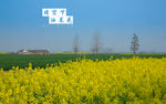 兴化油菜花