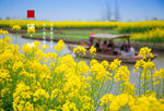 兴化油菜花