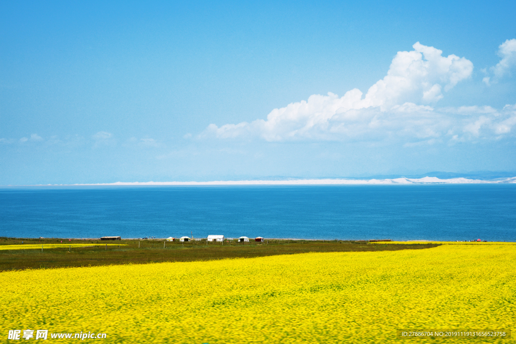青海湖油菜花