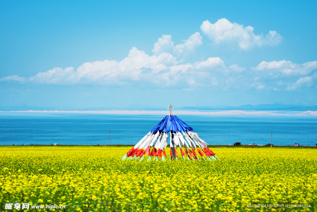 青海湖油菜共经