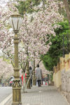 青岛樱花路
