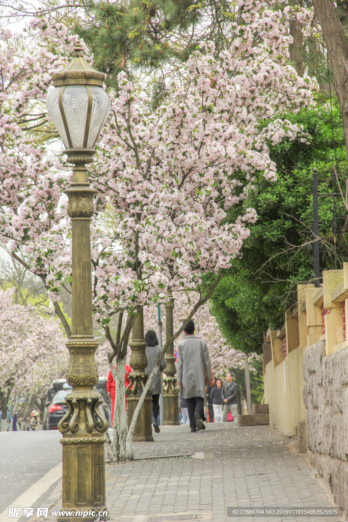 青岛樱花路