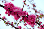 竹外桃花三两枝