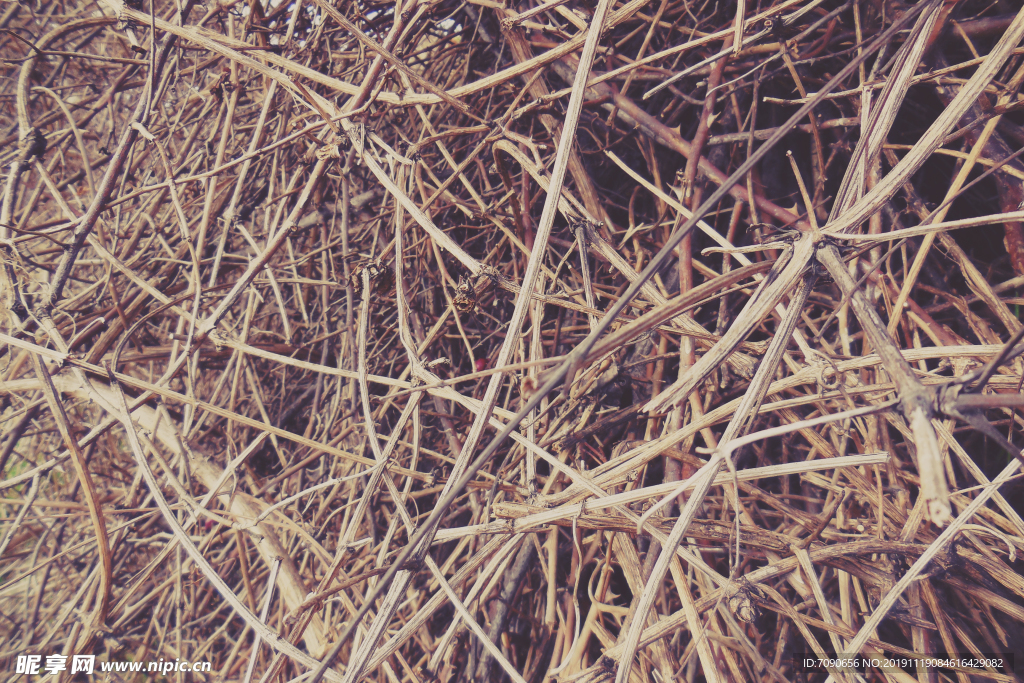 冬天的枯草