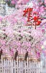 浪漫樱花节樱花背景设计图片