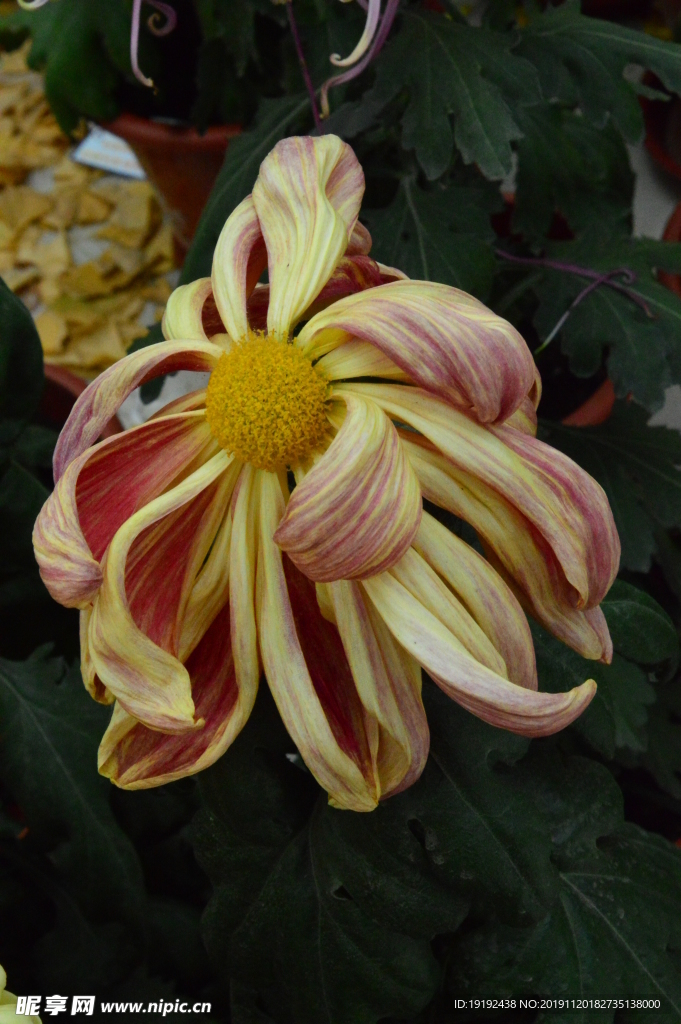 菊花