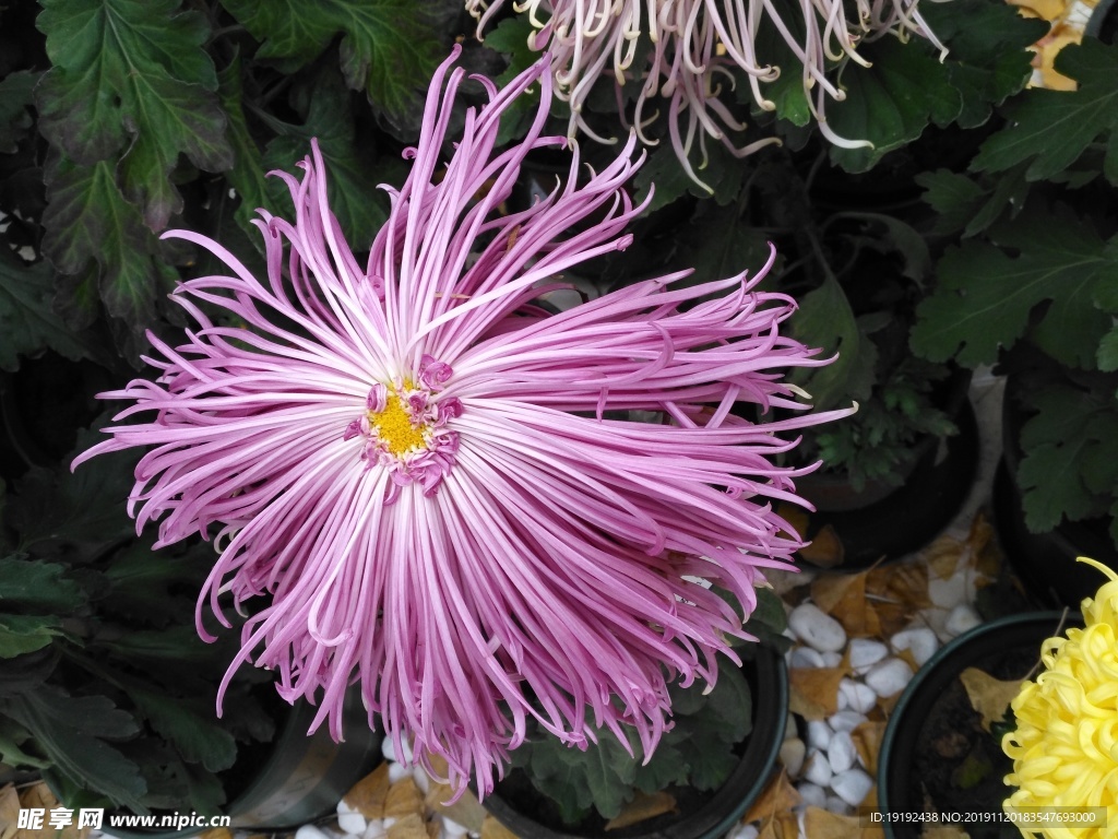 菊花