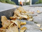 秋风扫落叶