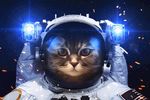 星河猫咪