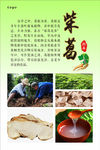 葛根海报设计