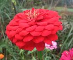 菊花 草花 雏菊 鲜花 花朵