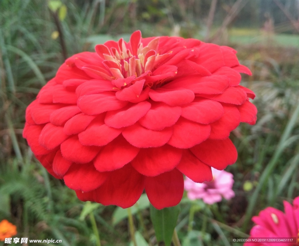 菊花 草花 雏菊 鲜花 花朵