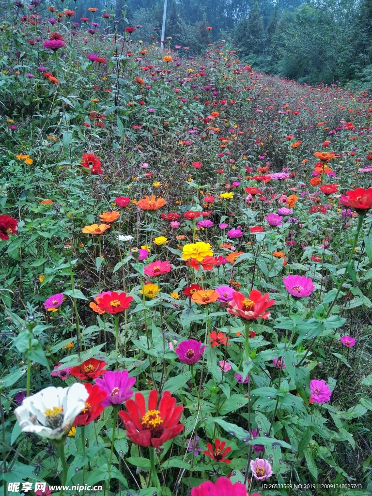 菊花 草花 雏菊 百日菊 花