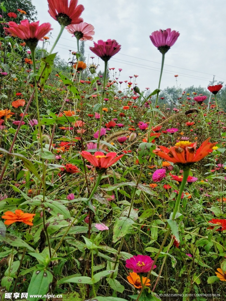 菊花 草花 雏菊 百日菊 花