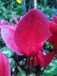 仙客来 花朵 粉色 露水 花卉