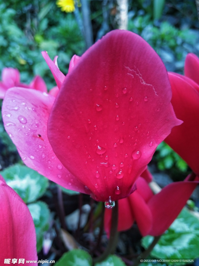 仙客来 花朵 粉色 露水 花卉