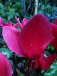 仙客来 花朵 粉色 露水 花卉