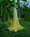 木本曼陀罗 曼陀罗花 白色花