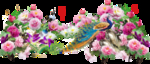 花开富贵孔雀图
